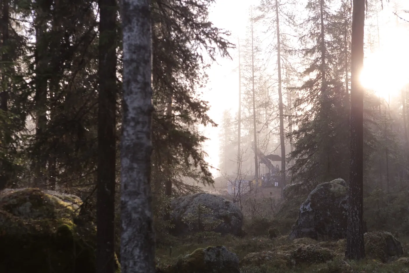 Borrigg bland träden i morgonljus. Bild ur Lappland Gulds material.