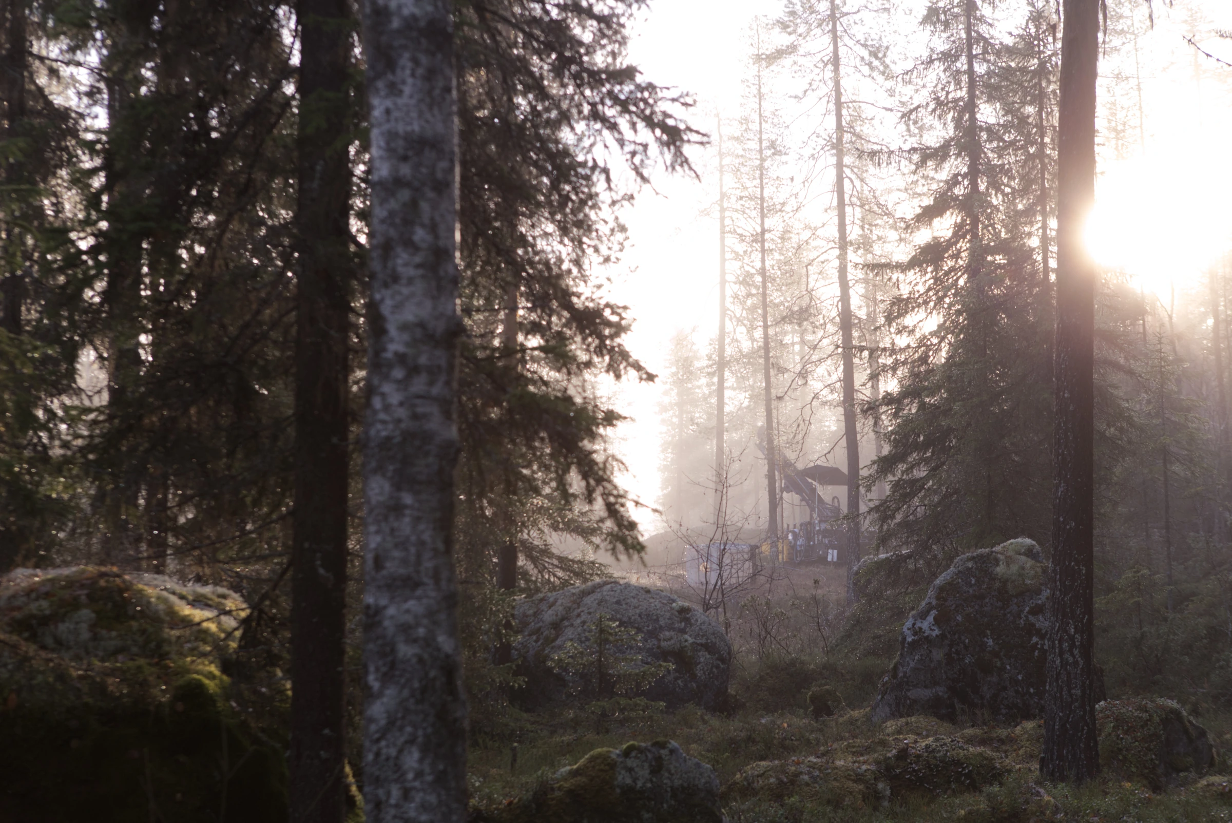 Borrigg bland träden i morgonljus. Bild ur Lappland Gulds material.